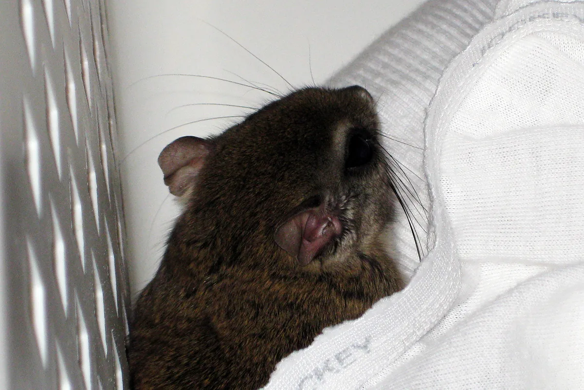Flying squirrel found inside a laundry basket inside a house