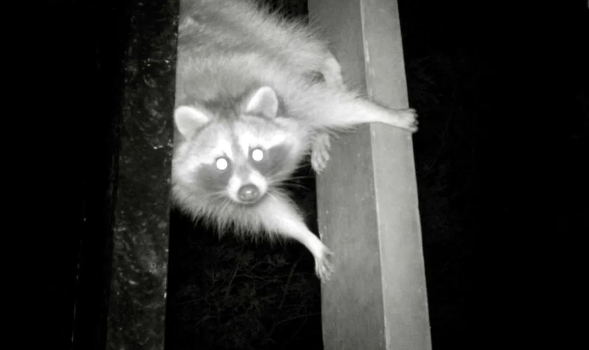 Raccoon climbing the side of a house at night caught on a night vision camera