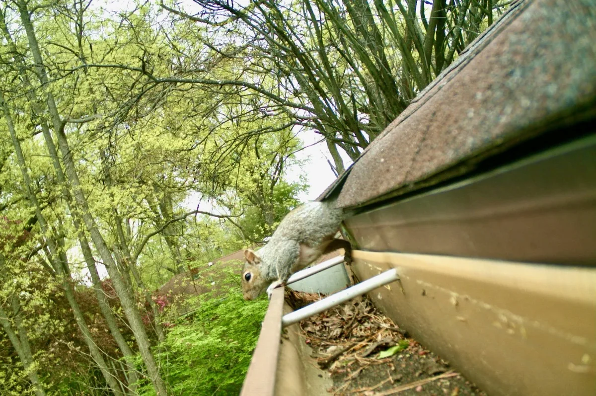 Squirrel exiting from a gap at the edge of a roof