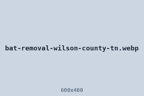 Bat removal in Wilson County