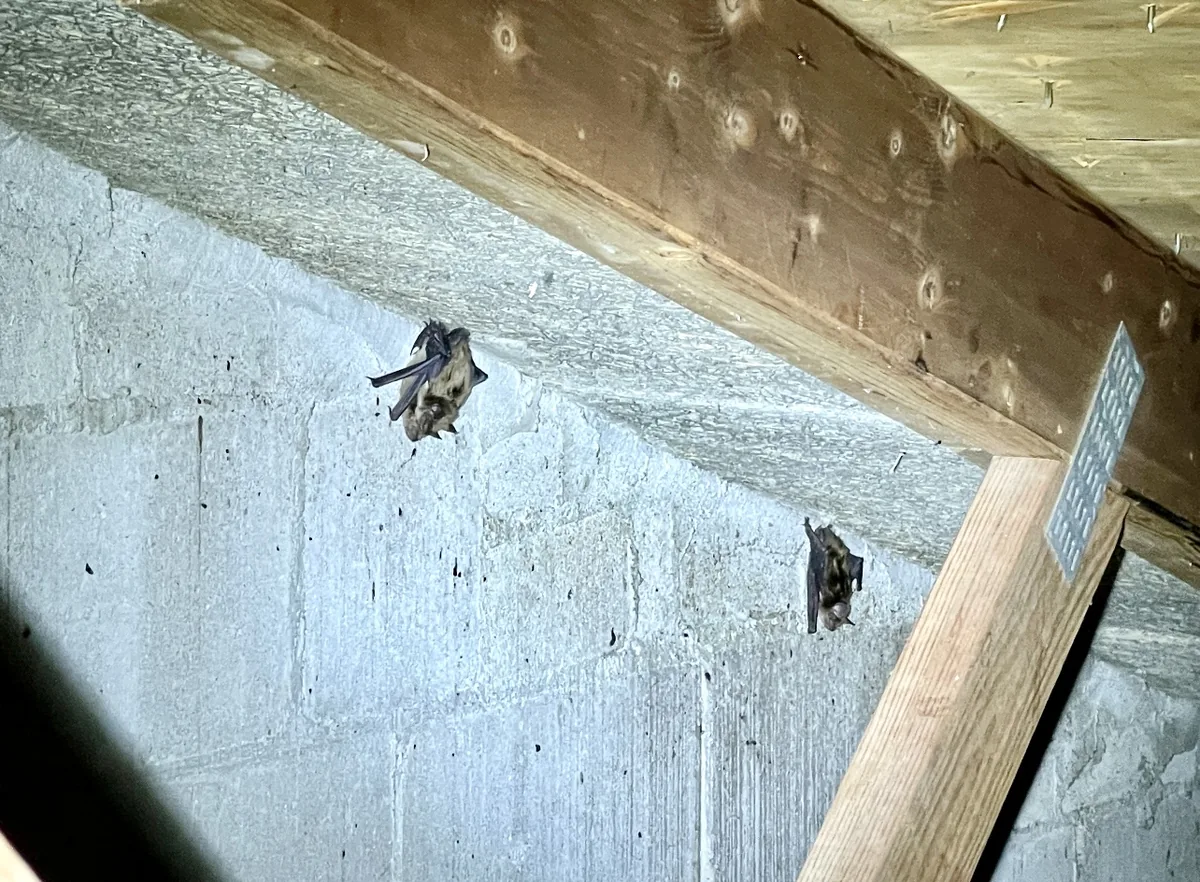 Bats hanging on the stone wall of an attic