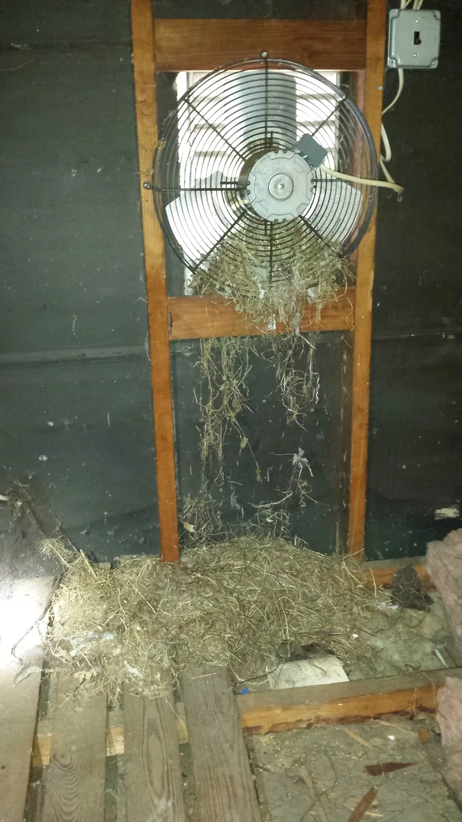 Bird nesting pile inside an attic and the vent above it
