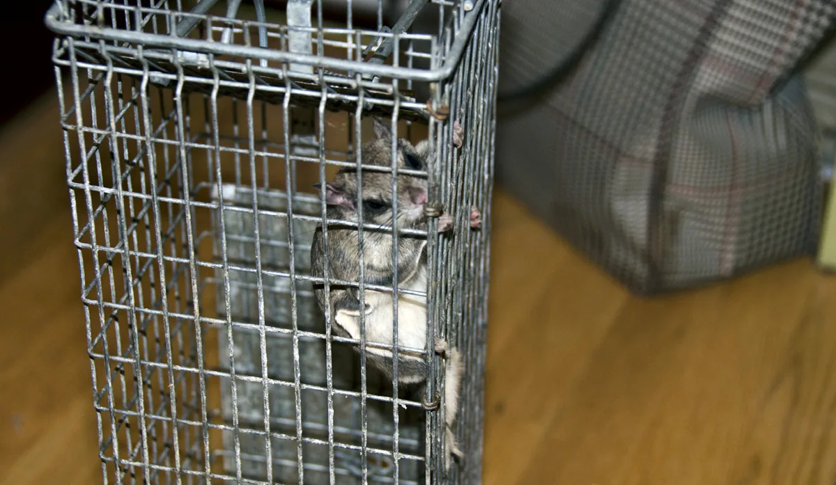 Flying squirrel in a humane trap captured inside a home before on-site release