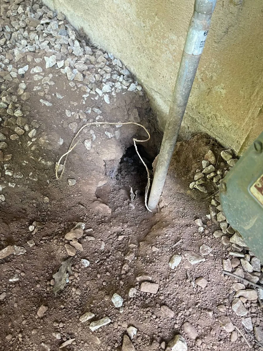 Groundhog burrow hole dug beside a home's foundation