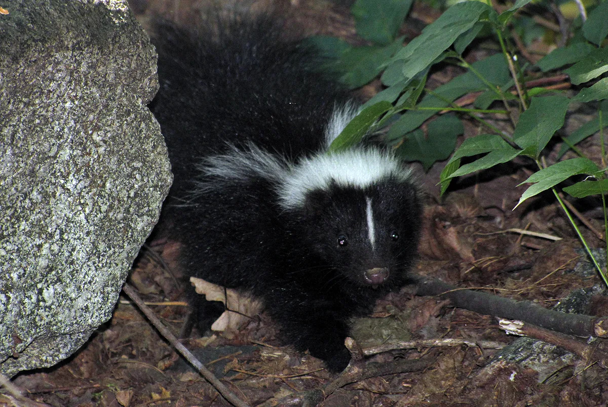 Orphaned baby skunk found outside a home