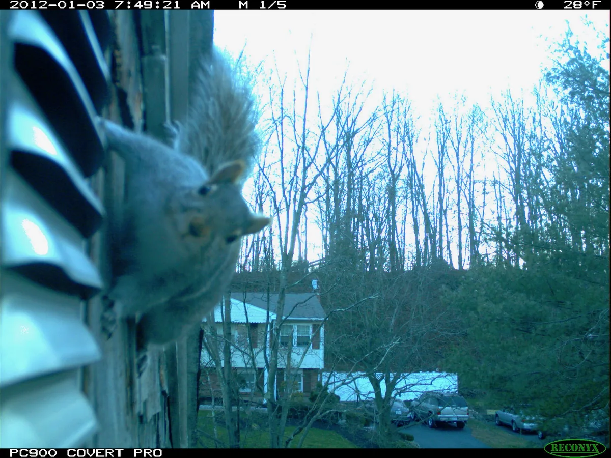 Squirrel at a roof vent captured by a monitoring camera