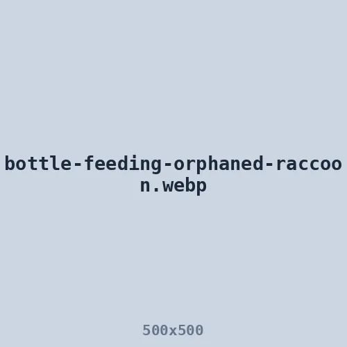 Bottle-feeding an orphaned baby raccoon