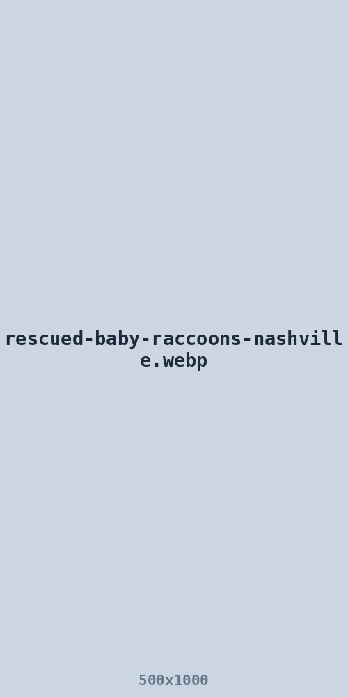 Rescued baby raccoons on their way to a licensed rehabilitator